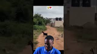 Chèvre VS chien animals funny comedy goat [upl. by Nowtna800]