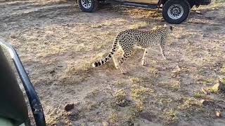 Cheetah Mom With Her Four Cubs [upl. by Lenahs]