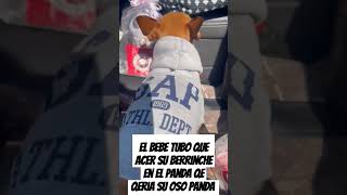 Los ninos de 4 patas tanbien asen berrinche [upl. by Siaht]