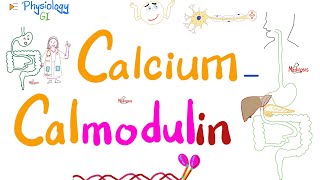 CalciumCalmodulin System  Second messengers  Physiology amp Biochemistry [upl. by Ennayllek]