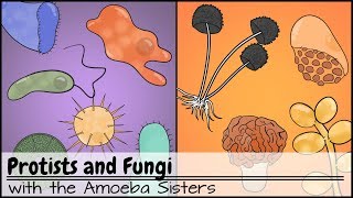 Protists and Fungi [upl. by Nettie]