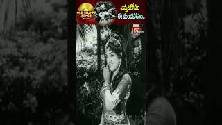 ఎవ్వరికోసం ఈ మందహాసంEvvarikosam Ee Mandahaam Song  Nartanasala Evergreen shots Youtubeshorts [upl. by Rehctaht]