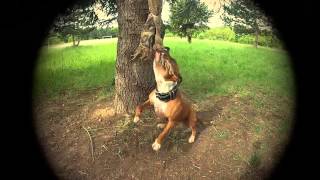 staffordshire bull terrier training [upl. by Hannaj]