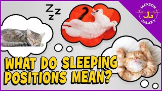 What Sleeping Positions Say About Your Cat [upl. by Adanar756]