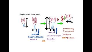 Cardio 2  Physiology  curves [upl. by Alicul579]