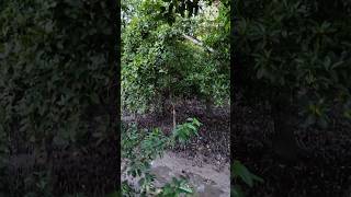 সুন্দরবনmangrove forest sorts [upl. by Lonna]