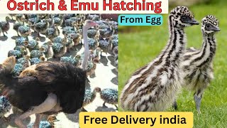 Emu Chicks For Sale In India Home Delivery Available contact 91 70125 22716 [upl. by Ahtaela840]