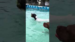 German wire haired pointer Zion just loved her swim 🇬🇧🐾💕💦 [upl. by Niraa]