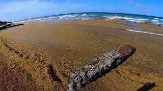 Sargasso seaweed update 6232024 for St Croix by the sea hotel St Croix USVI [upl. by Eittak753]