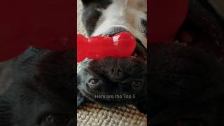 Here are the Top 5 Unique Names for a Boy French Bulldog dog doglover pets cutedog [upl. by Attennek459]