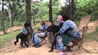 Web exclusive Bonobos cause issues for the crew  Monkey Planet  BBC One [upl. by Eilujna]