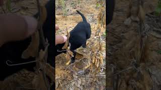 Catahoula x Bluetick Coonhound puppies available 2 males and 1 female They are six weeks old [upl. by Auqenet532]