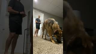 1 Minute Crate Training Game dogtraining germanshepherd fireteamk9 [upl. by Aivatnwahs]