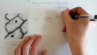 Calculating magnification Microscope calculations [upl. by Tara]