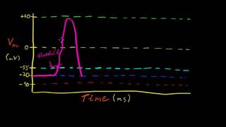 Part 7a  Graded and Action Potentials [upl. by Imhsar]