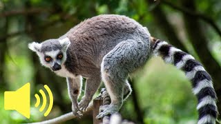 What does a Lemur monkey sound like  Animal Sounds [upl. by Greyso]