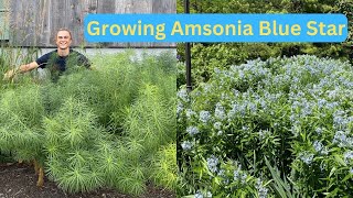 AMSONIA  Excellent Native Perennial  How to Grow amp Care  Blue Star Plant [upl. by Avevoneg]