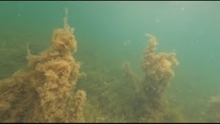 Massive Algae Blooms caused by Toxic Tasmanian Salmon Farms [upl. by Alistair722]