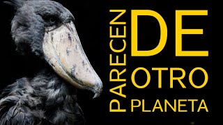 10 Animales que parecen de otro PLANETA [upl. by Megdal]