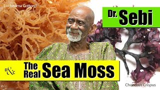 Dr Sebi Talks About The Real Sea Moss Health Benefits [upl. by Hajin]