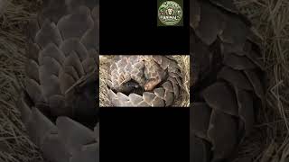 quotGiving Birth to a Pangolin in the Wild A Rare Encounterquot cuteanimals puppy animalfriends [upl. by Otineb]