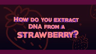 Strawberry DNA Extraction [upl. by Erikson]