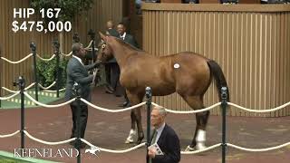 Hip 167 Into Mischief  Point of Honor sells for 125 million at 2024 Keeneland September [upl. by Dranoc]