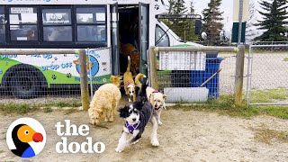 Guy Drives A School Bus Full Of Dogs  The Dodo [upl. by Neel]