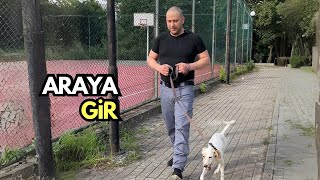 Araya Gir köpek köpekadam çağrıaracı köpekleyürüyüş köpekbakımı köpekler [upl. by Starlene]