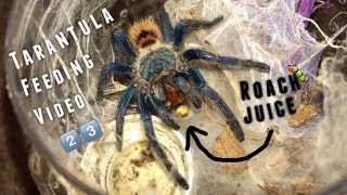 Tarantula Feeding Video 23  Why I dont film slings [upl. by Redford]