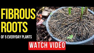 5 Everyday Plants That Have Fibrous Roots  Plant Root System shorts [upl. by Aynotel485]