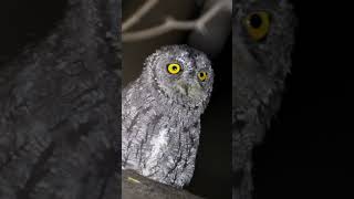 African Scops Owl Namibia birds birdsingingnamibia [upl. by Weide]