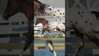 El Legado de The Secret Pardon shorts caballos appaloosa [upl. by Doersten678]