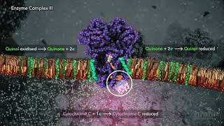 Mechanism of Cytochrome C Release from Mitochondria [upl. by Cooperstein119]