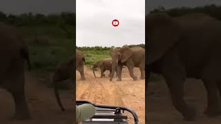 Elephant 🐘🐘🐘🐘🐘🐘🐘🐘 and safari 🐘🐘🐘🐘🐘🐘📷📷📷📸📸📸📸📸🌅🌅🌅🎥🎥🎥🎥🎥🎥🎥📽️📽️📽️📽️📽️📽️📽️🐘🐘🐘🐘🐘🐘🦜 animals facts 08 [upl. by Sisenej]