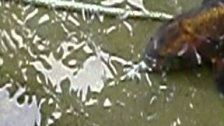 鯉が蛇を丸呑み？＞A carp eats a snake [upl. by Joab]