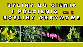 Byliny do cienia i półcienia cz05 serduszka dwa psiząb brunera prymule [upl. by Nils709]