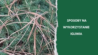 Sposoby na wykorzystanie igliwia w ogrodzie [upl. by Adnawad]