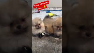 Pomeranian puppy available best breedpomeraniantrendingsharesubscribeviewsvlogviralshorts [upl. by Ariahaj]