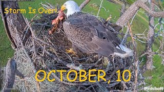 SWFL Eagles  GOOD NEWS Hurricane Milton Aftermath No Damages To Nest Nest Tree And Pasture [upl. by Belldame]