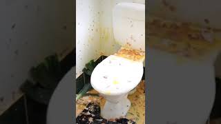 How to Fix a Leaking Toilet [upl. by Nnylatsyrc]