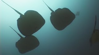 Stingrays  Reef Life of the Andaman  Part 5 [upl. by Adrahs]