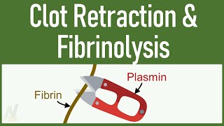 Clot Retraction amp Fibrinolysis [upl. by Nerro386]