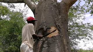 African baobab tree water storage [upl. by Daus]