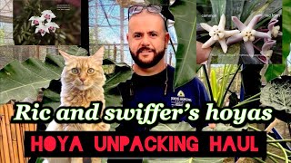 Rare Hoya Unboxing Haul from Surisa in Thailand [upl. by Rafaello]