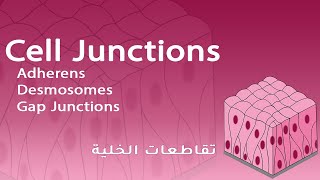 Cell Junctions Adherens Desmosomes Gap Junctions  شرح بالعربي [upl. by Akvir]