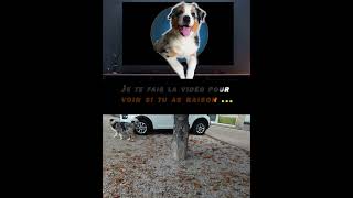 Quizz canin  dogs dogtraining trend viralvideo funny footballshorts dressage chien pets [upl. by Annice987]