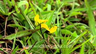 Lotus corniculatus – BIRDSFOOT TREFOIL [upl. by Ladiv]