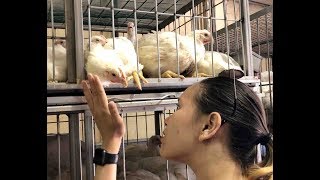 Activists Rescue Animals From NYC Slaughterhouse [upl. by Shanleigh]