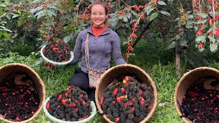 VIDEO FULL 2 Months Process from harvesting mulberries and soaking and fermenting mulberries [upl. by Soraya992]